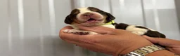 English Springer Spaniel dogs for sale: Reef  - Ad 17