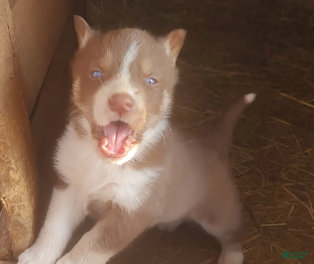 Siberian Husky dogs for sale: Siberian Husky Puppy 1 - Ad 8
