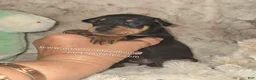 Miniature Pinscher dogs for sale:  Matt black and rust  - Ad 9