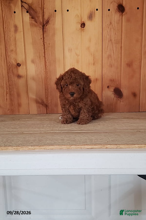 Toy Poodle dogs Prancer - Ad 2
