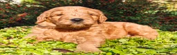 Goldendoodle dogs for sale: Rocky - Ad 3