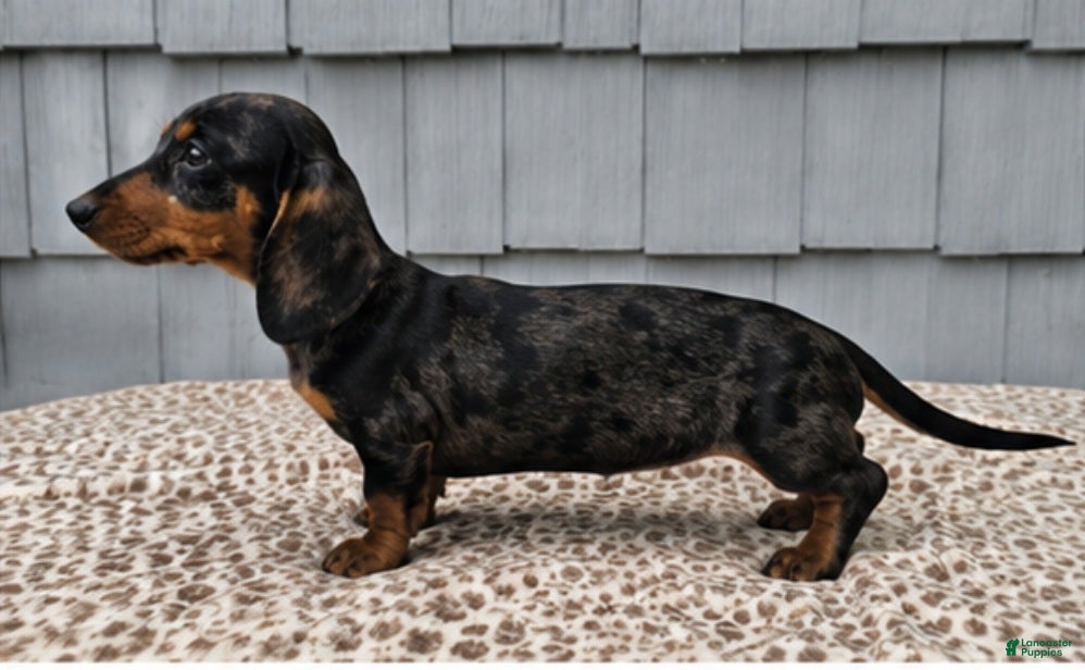 Miniature Dachshund dogs Mia - Ad 2