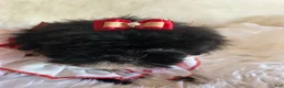 Shihpoo dogs for sale: Shihpoo 1 - Ad 13