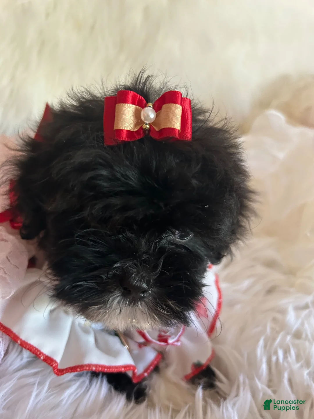 Shihpoo dogs for sale: Shihpoo 1 - Ad 13