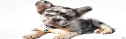 French Bulldog dogs for sale: Neon - Ad 4
