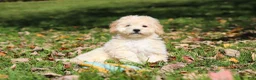 Maltipoo dogs for sale: Connor - Ad 9