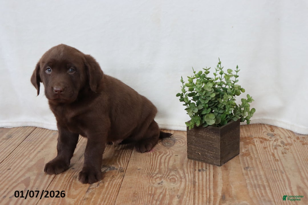 Labrador Retriever dogs for sale: Fiddles - Ad 6