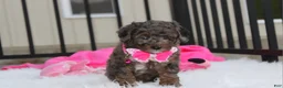 Miniature Poodle dogs for sale:  Brinley - Ad 4