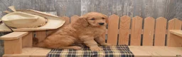 Goldendoodle dogs for sale: Bently - Ad 5