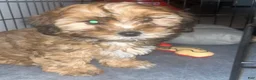 Shihpoo dogs for sale: 10 week shihpoo Puppy  - Ad 2