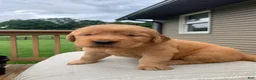 Golden Retriever dogs for sale: Bard - Ad 4
