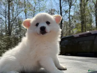 Pomeranian dogs Pomeranian Puppy 3 - Ad 12