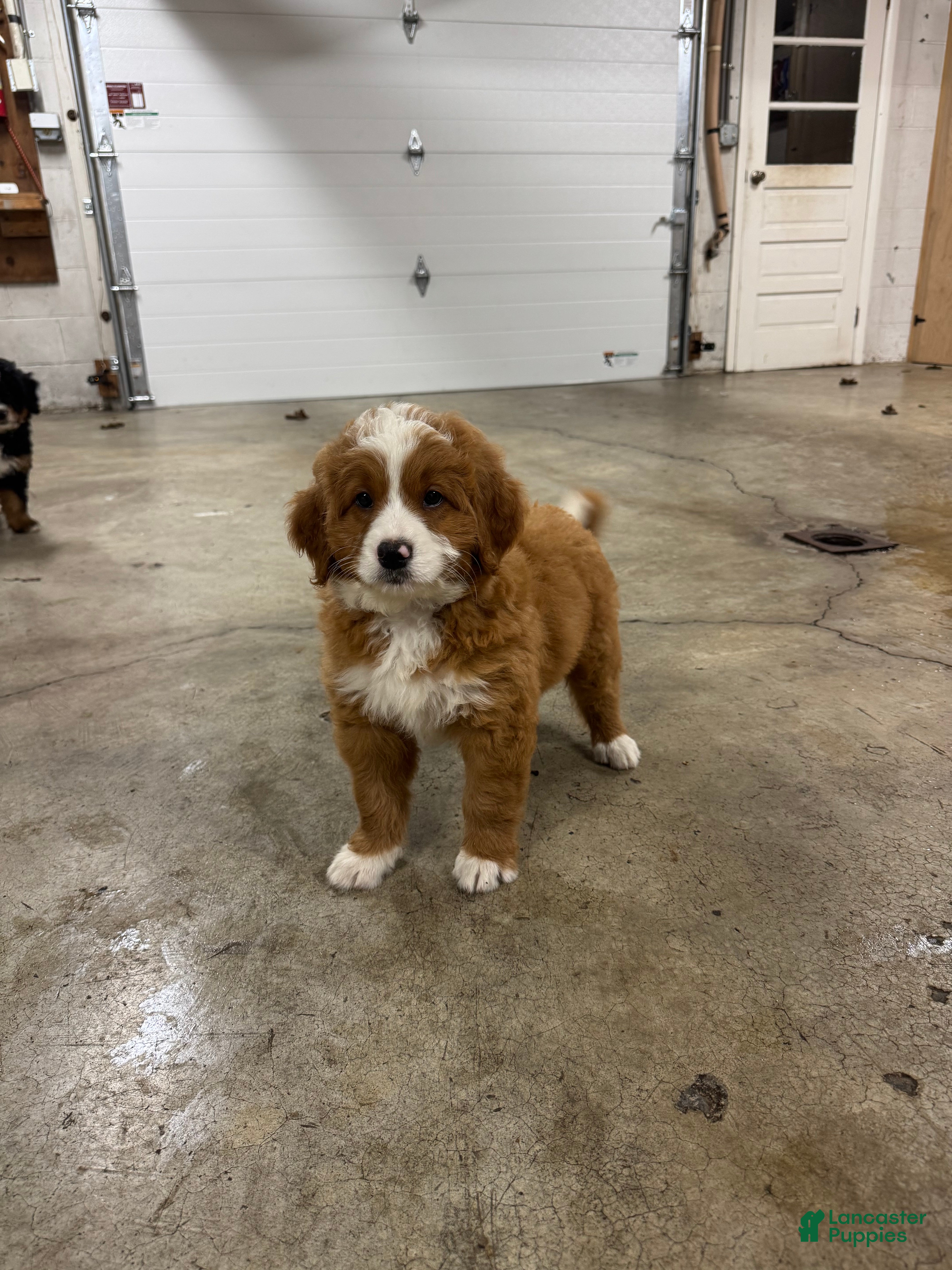 Mini Bernedoodle dogs  Mocha - Ad 1
