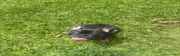 French Bulldog dogs for sale: French Bulldog 2 - Ad 4