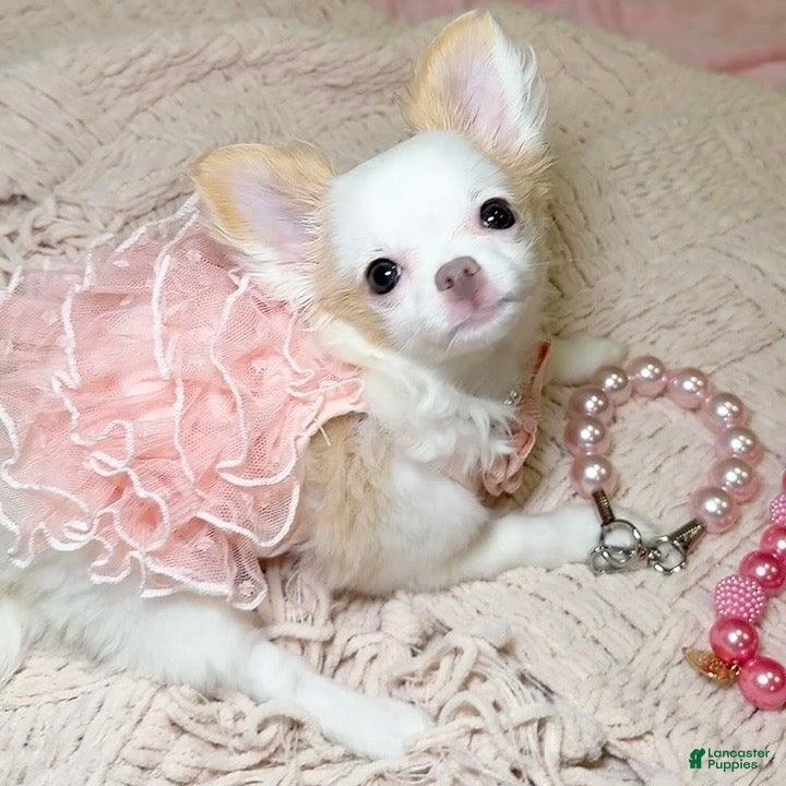 Chihuahua dogs Fancy - Female White and Cream Long Haired Chihuahua Puppy - Ad 1