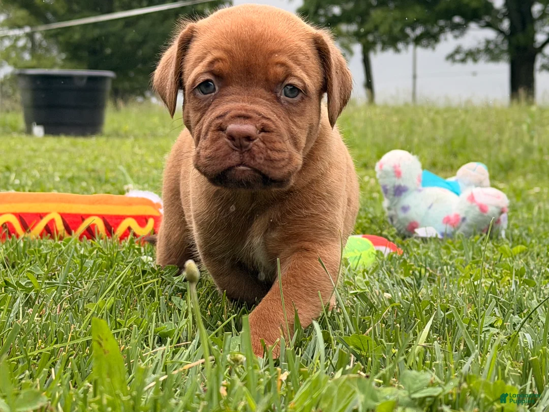 Dogue De Bordeaux dogs for sale: Becky - Ad 1