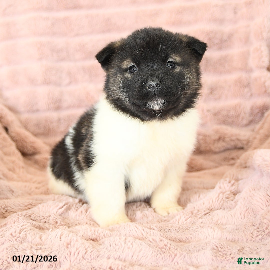 Akita dogs for sale: Flash - Ad 1