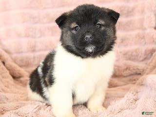 Akita dogs Flash - Ad 4