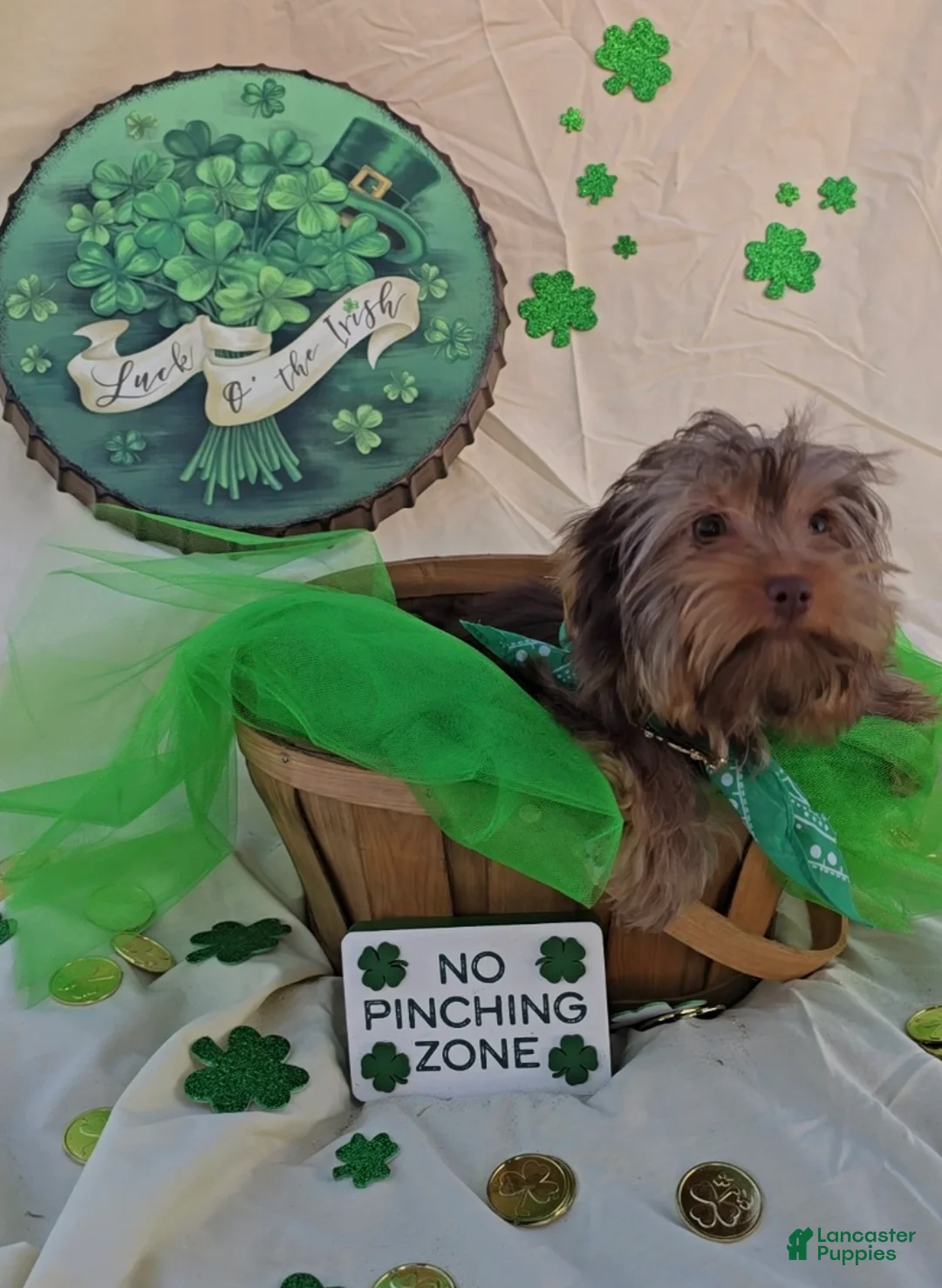 Yorkshire Terrier dogs for sale: Bigger Male Puppy - Ad 2