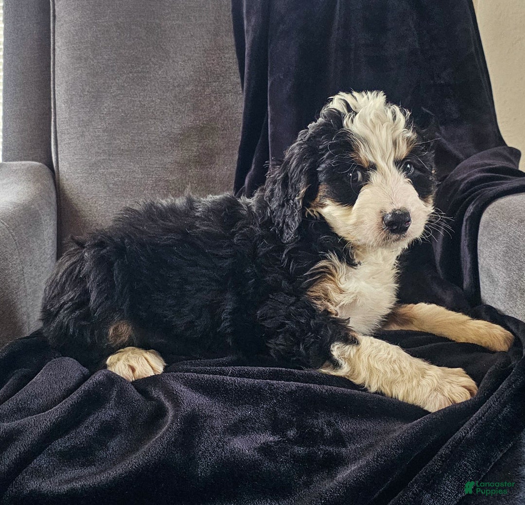 Mini Bernedoodle dogs for sale: Charlie  - Ad 2
