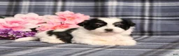 Teddy Bear dogs for sale: BJ's Robby - Ad 5