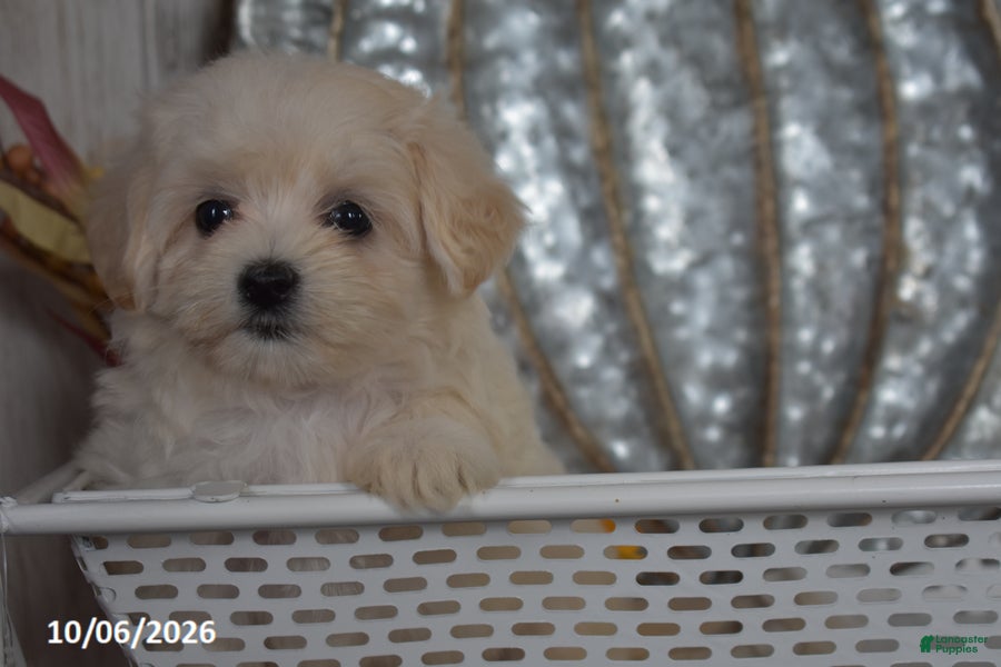 Maltipoo dogs Raelyn - Ad 2