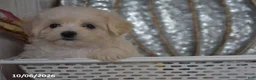 Maltipoo dogs for sale: Raelyn - Ad 2