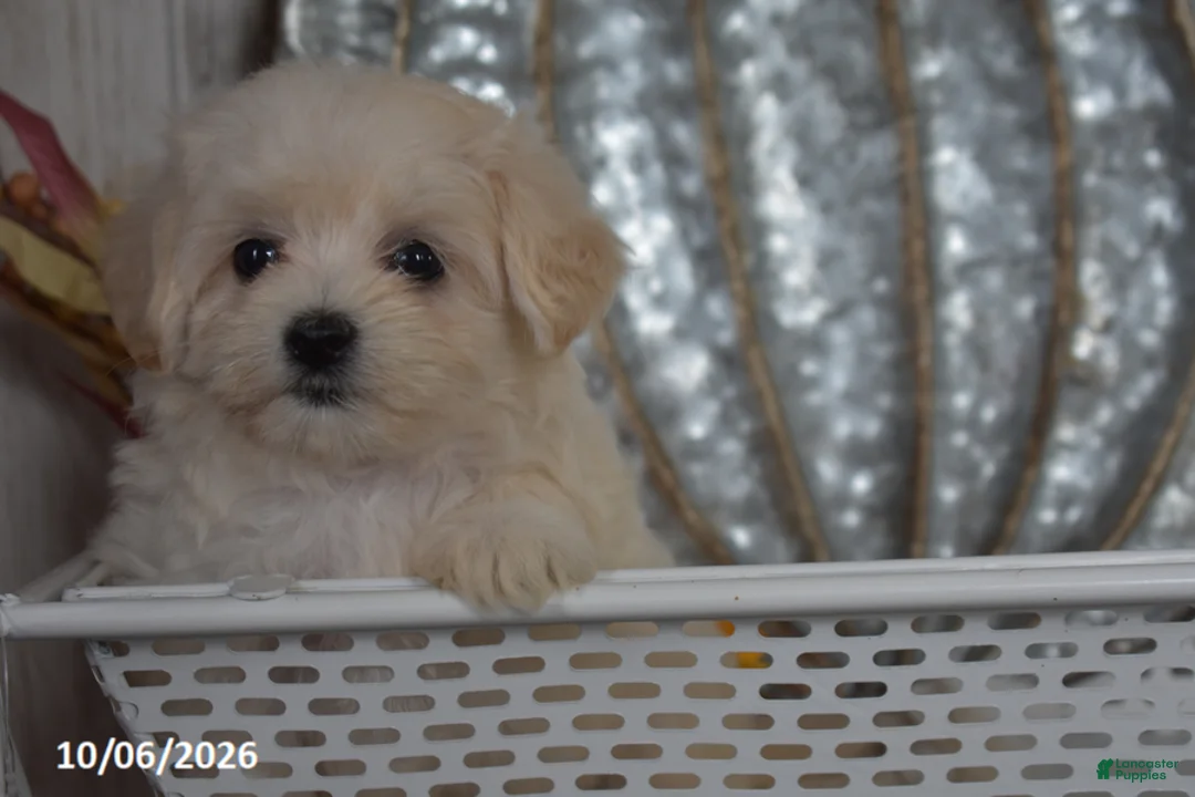 Maltipoo dogs for sale: Raelyn - Ad 2