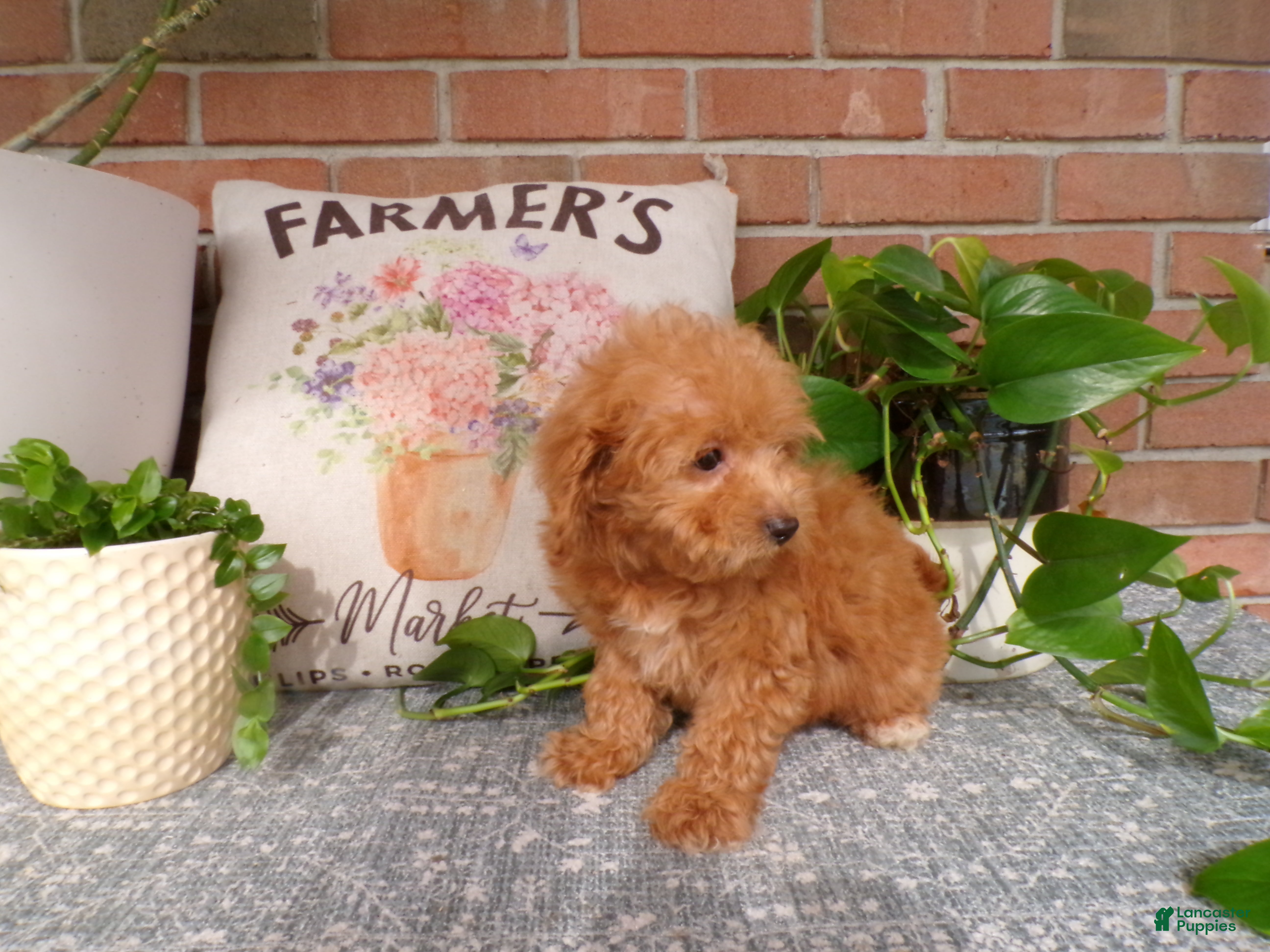 Mini Goldendoodle dogs Beau - Ad 1