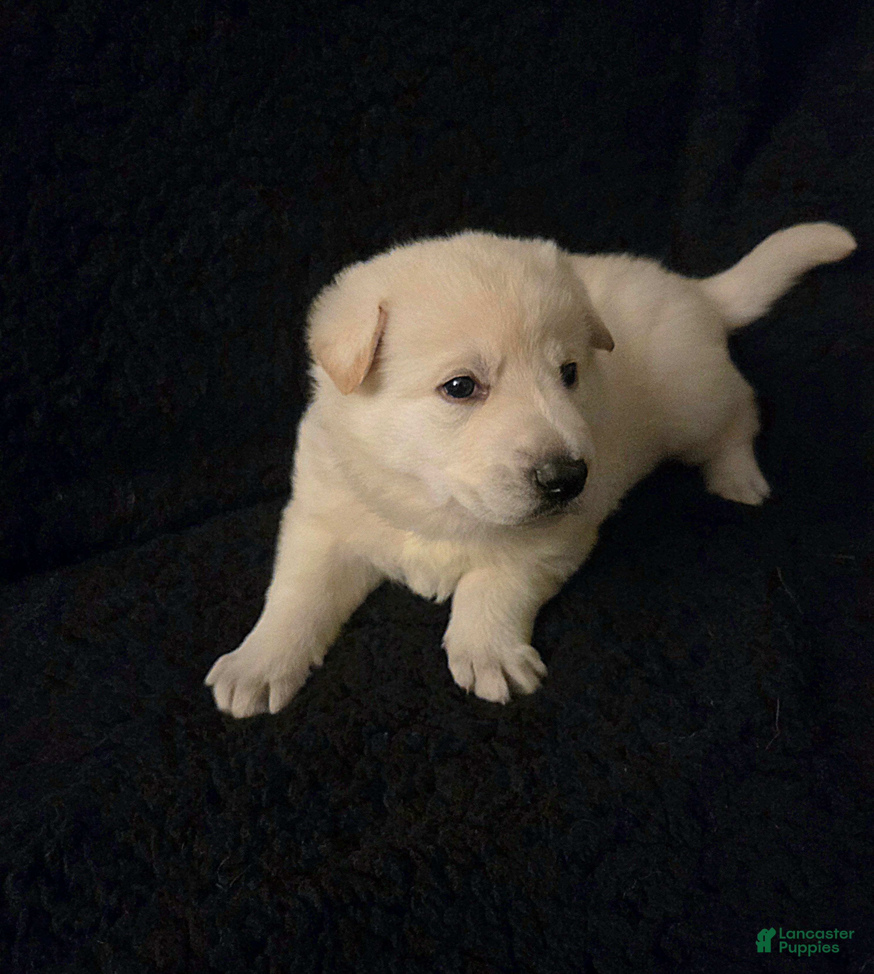 German Shepherd dogs Olaf - Ad 2