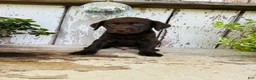 Labrador Retriever dogs for sale: Teddy  - Ad 5