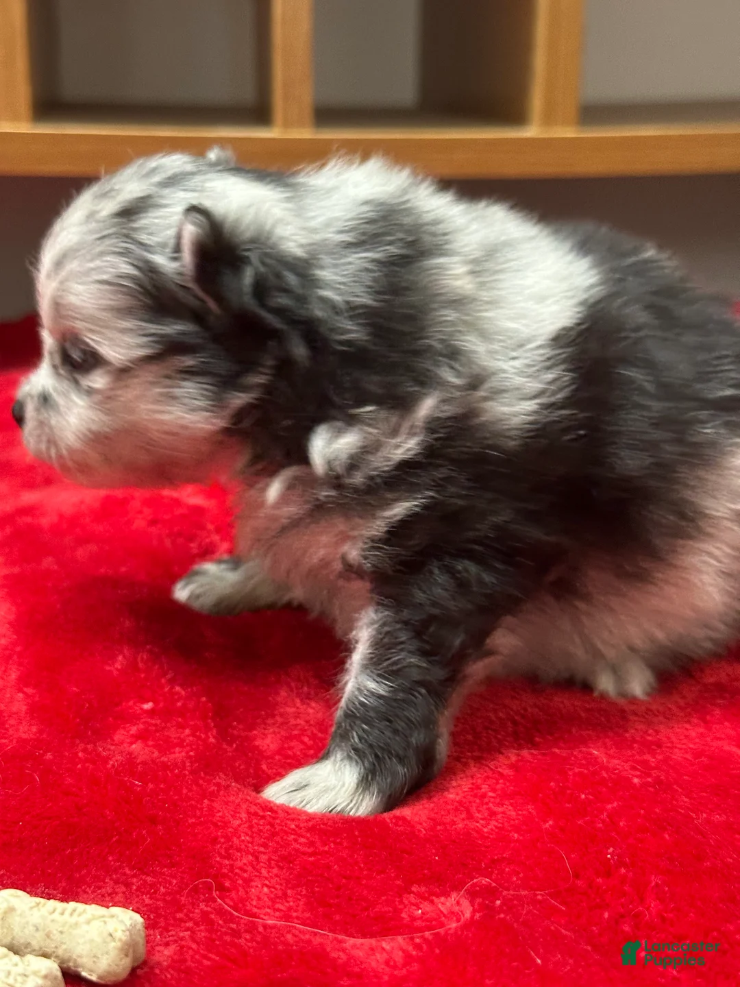 Pomeranian dogs for sale: Blue/Black Merle 4weeks  - Ad 2