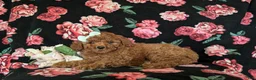 Miniature Poodle dogs for sale: Sydney - Ad 4