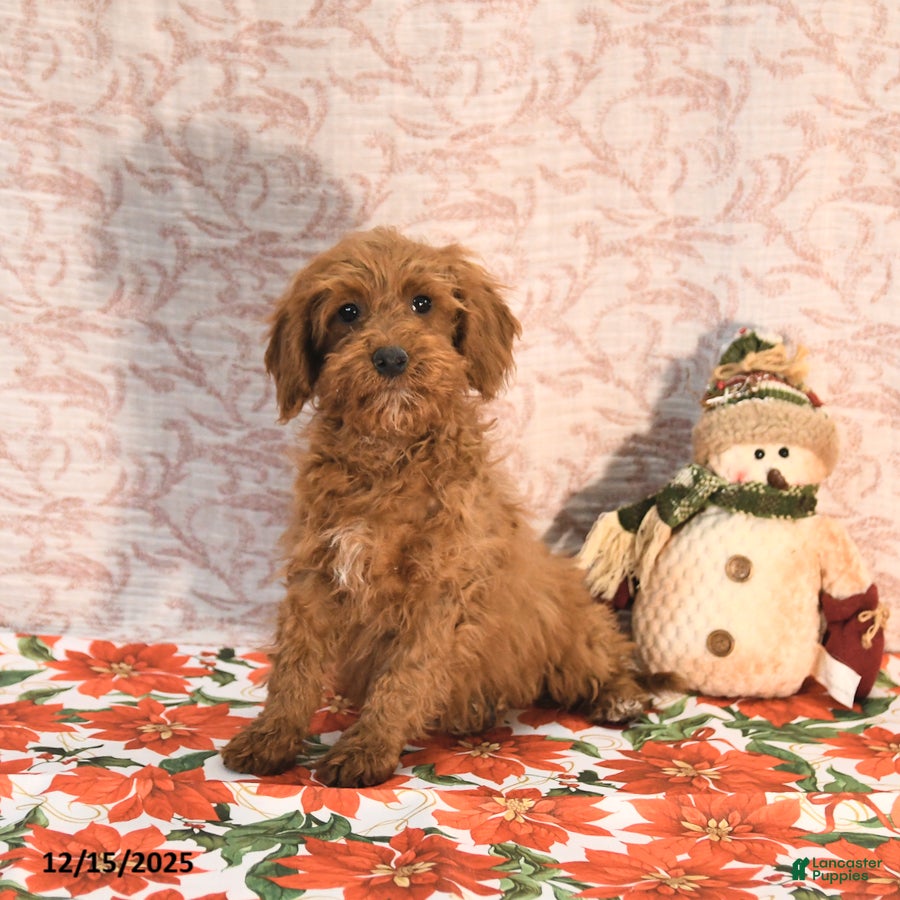 Cockapoo dogs Courtney - Ad 24