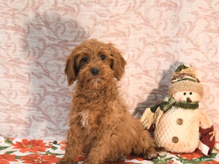 Cockapoo dogs Courtney - Ad 33