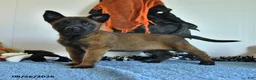 Belgian Malinois dogs for sale: Tonks - Ad 6