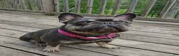 French Bulldog dogs for sale: Wonka - Ad 4