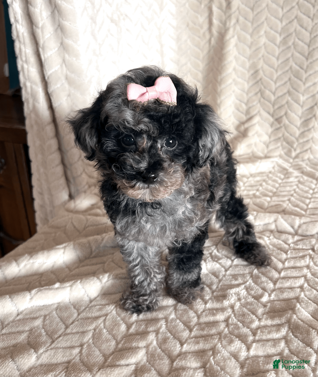 Toy Poodle dogs for sale: Lilly - Ad 19