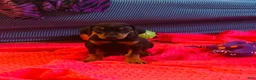 Doberman Pinscher dogs for sale: Willow - Ad 2
