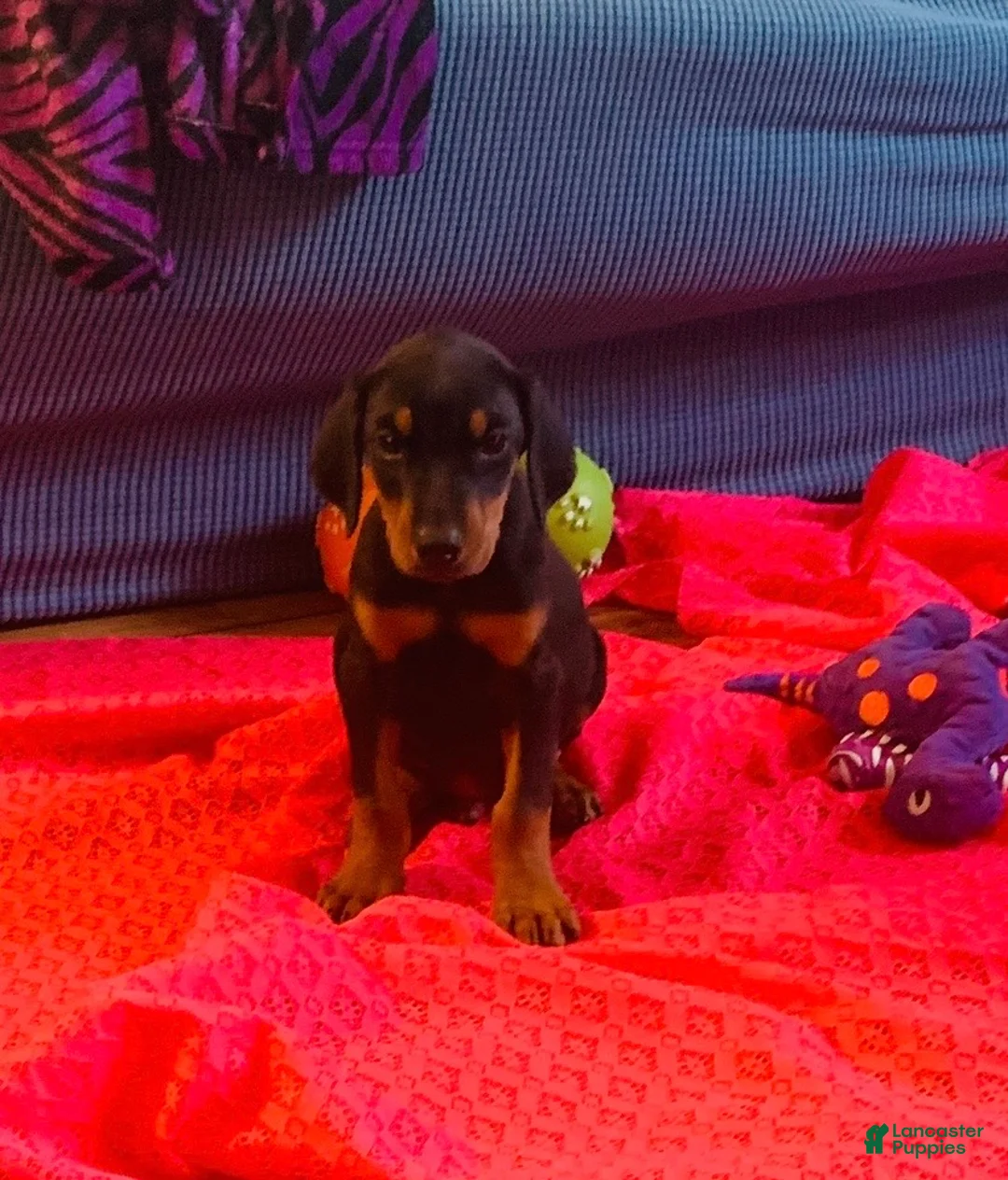 Doberman Pinscher dogs for sale: Willow - Ad 2