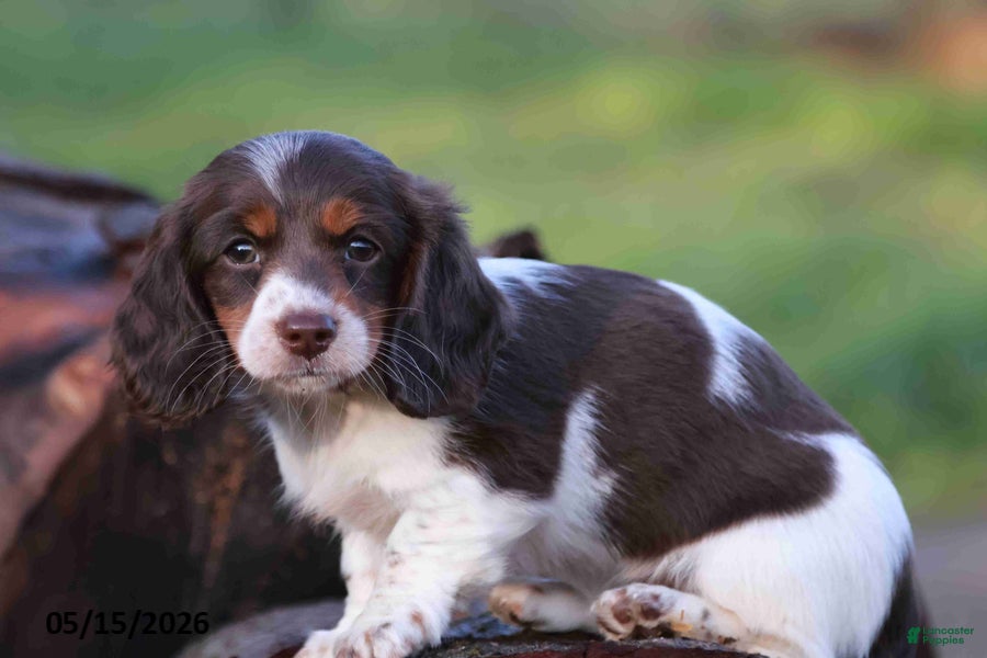 Miniature Dachshund dogs for sale: Mandi - Ad 8