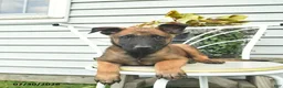 Belgian Malinois dogs for sale: Happy - Ad 4