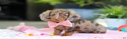 Dachshund dogs for sale: Avery - Ad 4