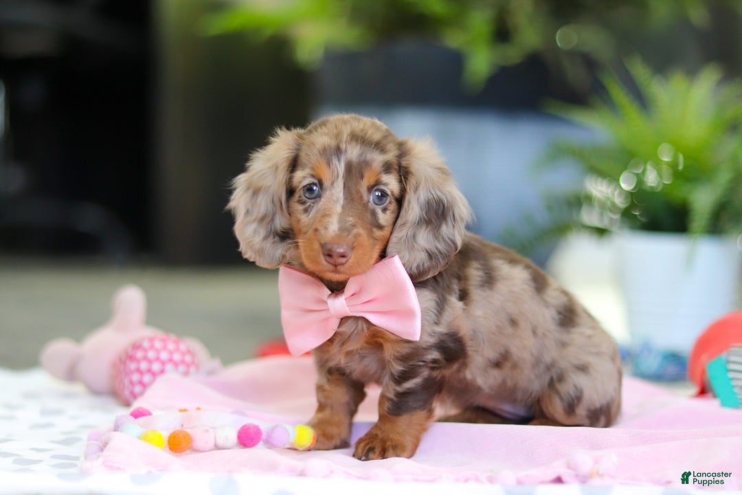 Dachshund dogs for sale: Avery - Ad 4