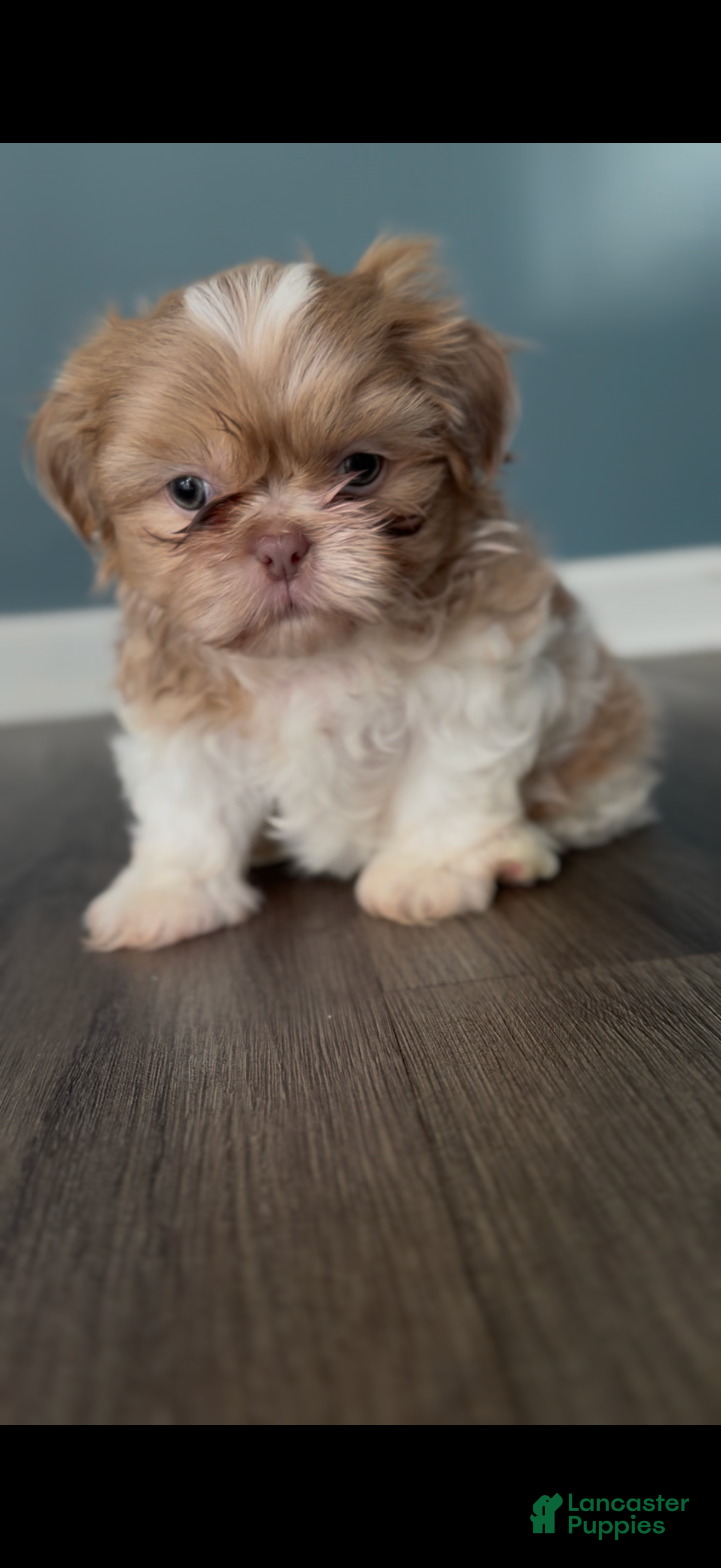 Shih Tzu dogs Lavender/Lilac parti Shih Tzu Puppy boy - Ad 1