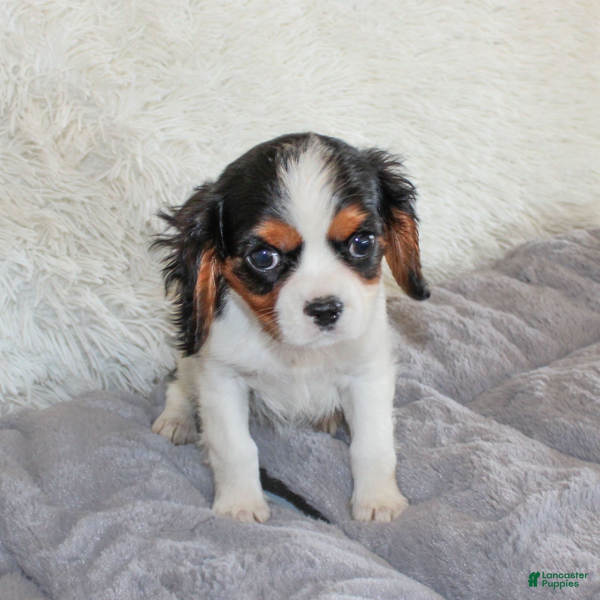 Cavalier King Charles Spaniel dogs Congo - Ad 29