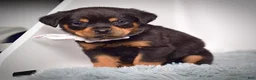 Rottweiler dogs for sale: Shadow - Ad 4
