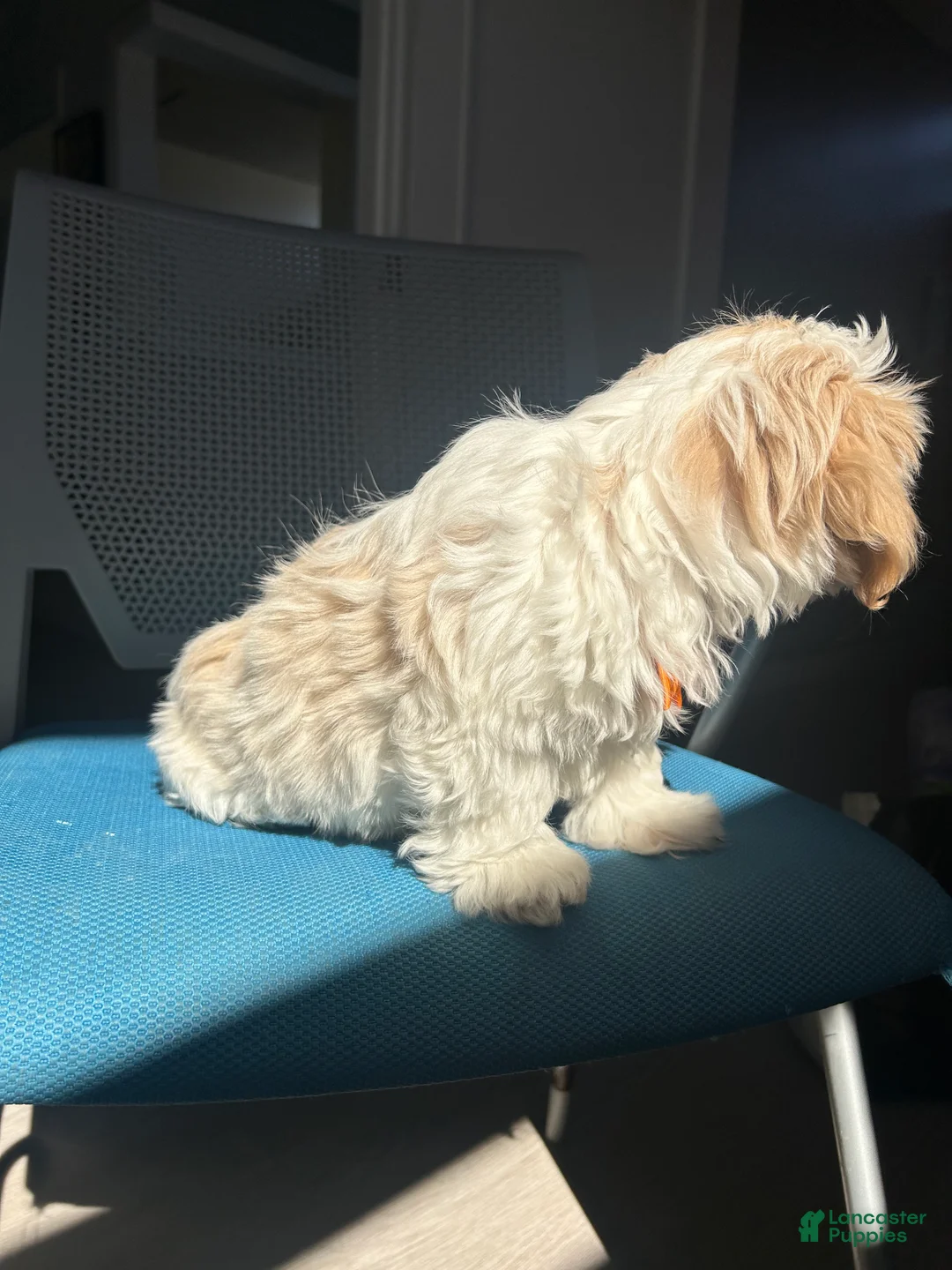 Malshi dogs for sale: Malshi Puppy 2 - Ad 3