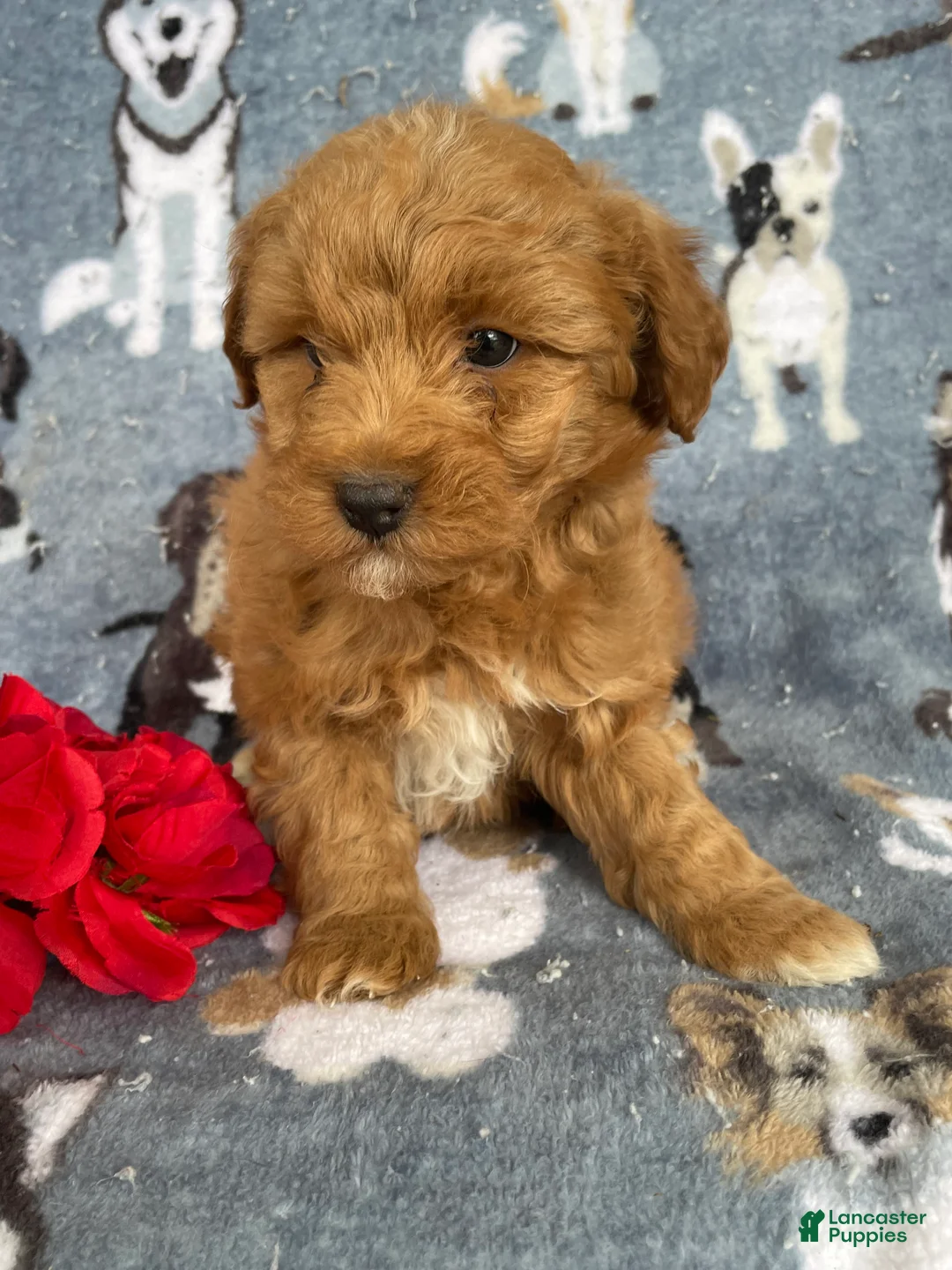 Miniature Poodle dogs for sale: Chester - Ad 4