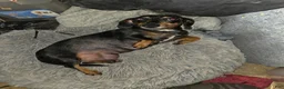 Dachshund dogs for sale: Dachshund Puppy 1 - Ad 4